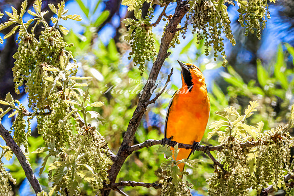 Bullock's Oriole 8 - May 20, 2026 - Custer State Park South Dakota