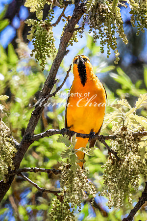 Bullock's Oriole 9 - May 20, 2026 - Custer State Park South Dakota