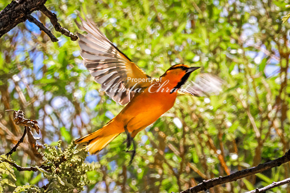 Bullock's Oriole 10 - May 20, 2026 - Custer State Park South Dakota