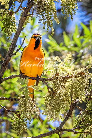 Bullock's Oriole 11 - May 20, 2026 - Custer State Park South Dakota