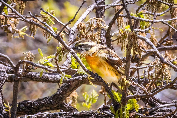 Black-headed Grosbeak 1 - May 20, 2026 - Custer State Park South Dakota