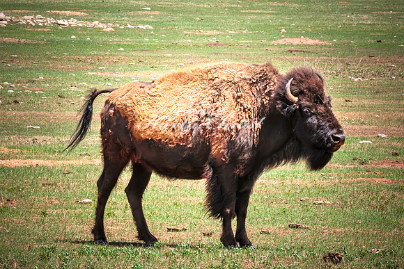 American Bison 81 - May 20, 2026 - Custer State Park South Dakota