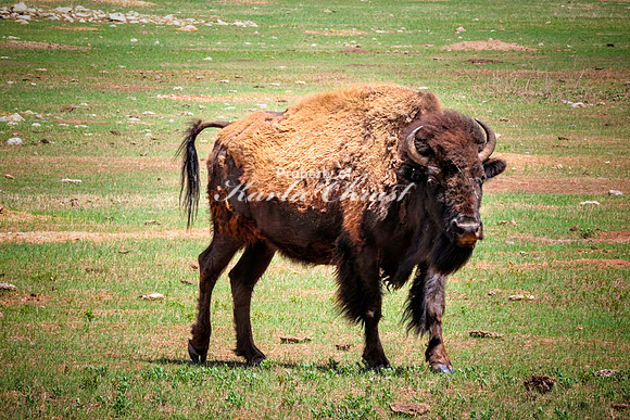 American Bison 82 - May 20, 2026 - Custer State Park South Dakota
