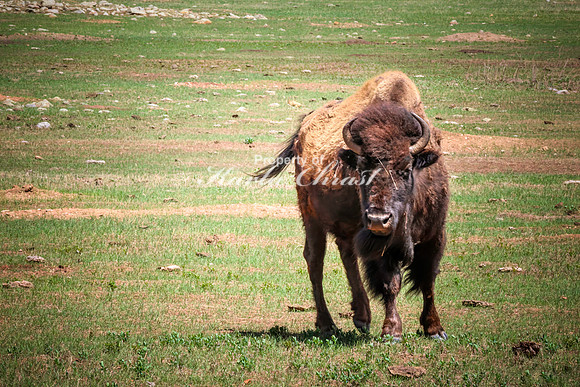 American Bison 83 - May 20, 2026 - Custer State Park South Dakota