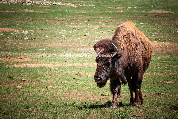 American Bison 84 - May 20, 2026 - Custer State Park South Dakota