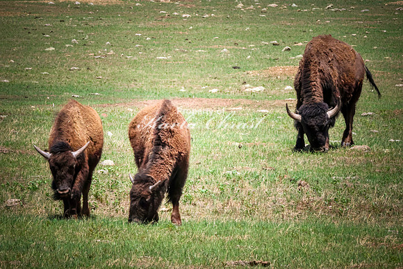 American Bison 85 - May 20, 2026 - Custer State Park South Dakota