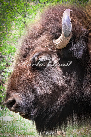 American Bison 88 - May 20, 2026 - Custer State Park South Dakota