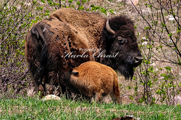 American Bison 89 - May 20, 2026 - Custer State Park South Dakota
