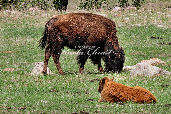 American Bison 90 - May 20, 2026 - Custer State Park South Dakota