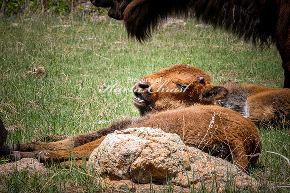American Bison 91 - May 20, 2026 - Custer State Park South Dakota