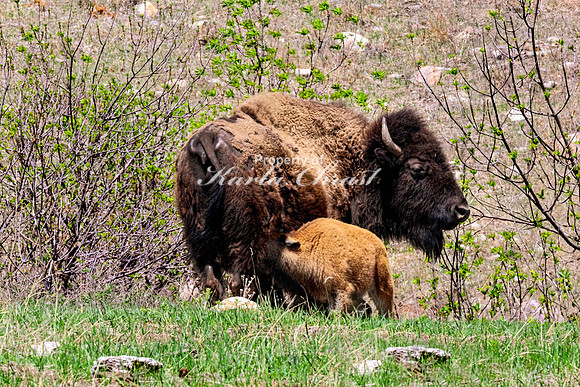 American Bison 92 - May 20, 2026 - Custer State Park South Dakota