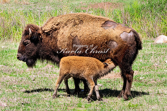 American Bison 93 - May 20, 2026 - Custer State Park South Dakota