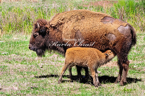 American Bison 94 - May 20, 2026 - Custer State Park South Dakota