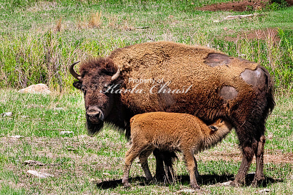 American Bison 95 - May 20, 2026 - Custer State Park South Dakota