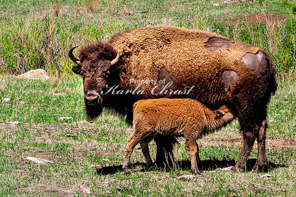 American Bison 96 - May 20, 2026 - Custer State Park South Dakota