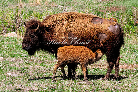 American Bison 97 - May 20, 2026 - Custer State Park South Dakota