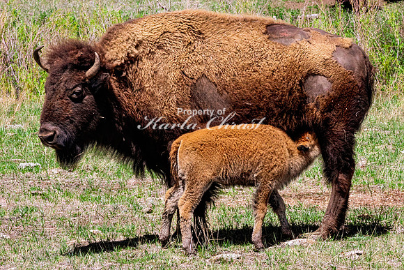 American Bison 98 - May 20, 2026 - Custer State Park South Dakota