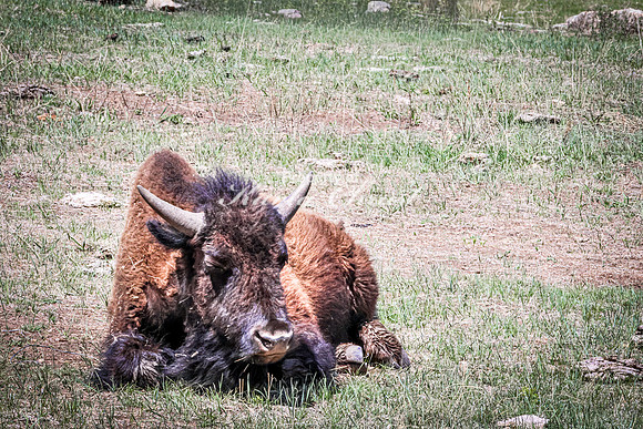 American Bison 100 - May 20, 2026 - Custer State Park South Dakota