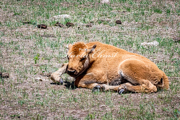 American Bison 99 - May 20, 2026 - Custer State Park South Dakota