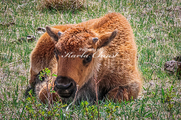 American Bison 101 - May 20, 2026 - Custer State Park South Dakota