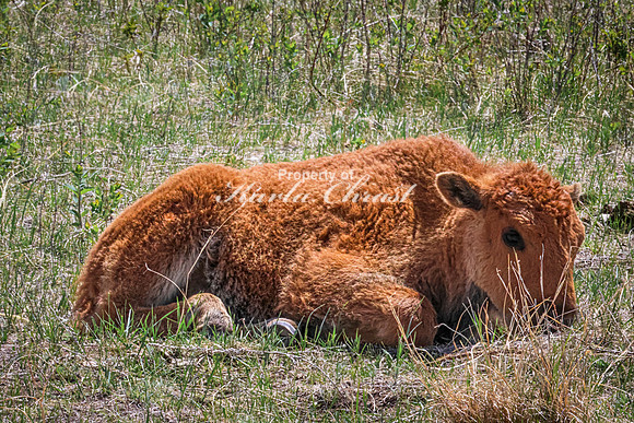 American Bison 102 - May 20, 2026 - Custer State Park South Dakota