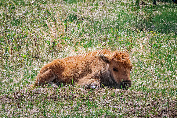American Bison 103 - May 20, 2026 - Custer State Park South Dakota