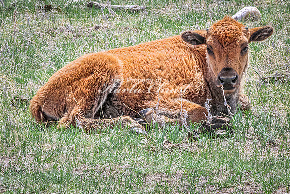 American Bison 104 - May 20, 2026 - Custer State Park South Dakota