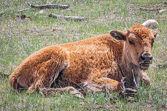American Bison 105 - May 20, 2026 - Custer State Park South Dakota