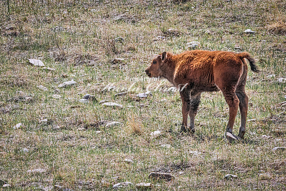 American Bison 106 - May 20, 2026 - Custer State Park South Dakota