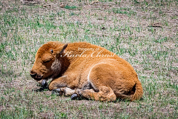 American Bison 107 - May 20, 2026 - Custer State Park South Dakota