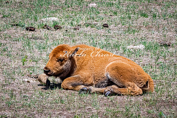 American Bison 108 - May 20, 2026 - Custer State Park South Dakota