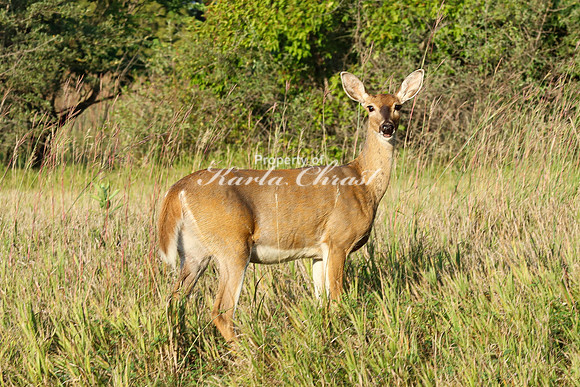 Whitetail Deer 27 - September 1,  2023 Oakwood Lakes State Park
