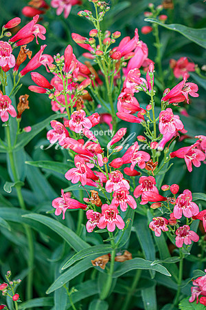 Penstemon 1 - June 14, 2023