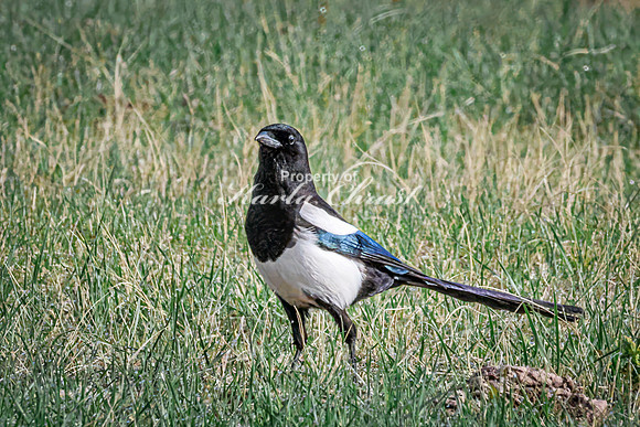 Black-billed Magpie 10 - May 23, 2026 - Wind Cave National Park South Dakota