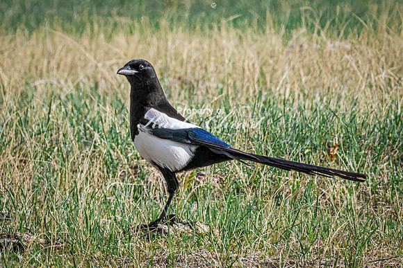 Black-billed Magpie 11 - May 23, 2026 - Wind Cave National Park South Dakota