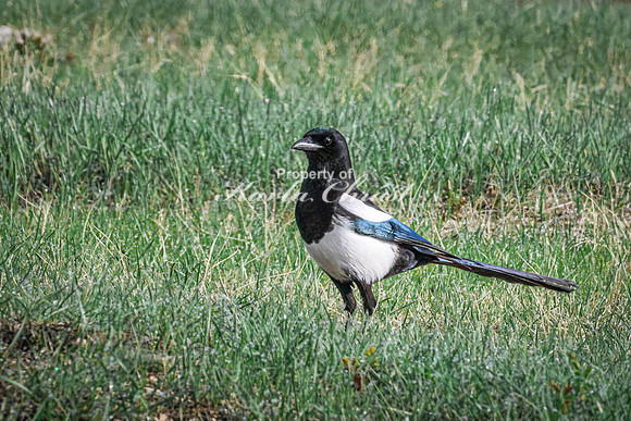 Black-billed Magpie 12 - May 23, 2026 - Wind Cave National Park South Dakota