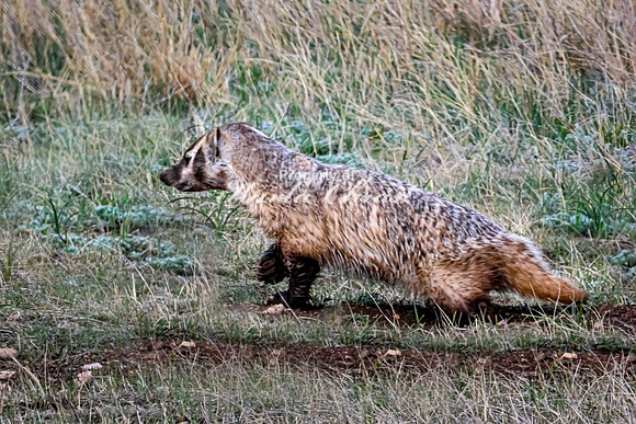Badger 8 - May 23, 2026 - Wind Cave National Park South Dakota