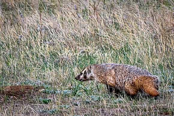 Badger 9 - May 23, 2026 - Wind Cave National Park South Dakota