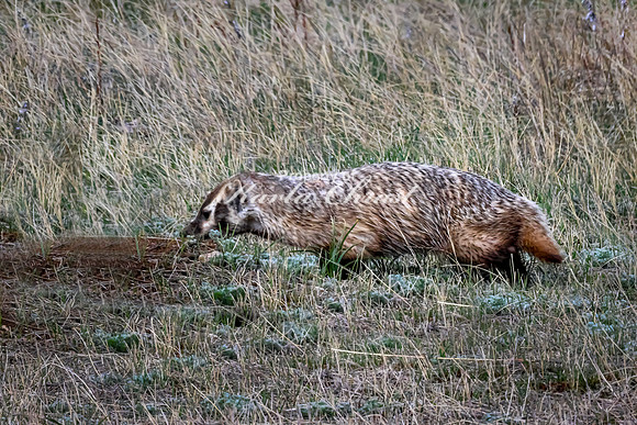 Badger 11 - May 23, 2026 - Wind Cave National Park South Dakota