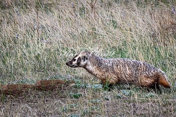 Badger 12 - May 23, 2026 - Wind Cave National Park South Dakota