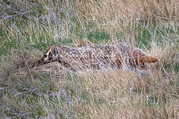 Badger 13 - May 23, 2026 - Wind Cave National Park South Dakota