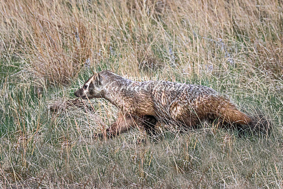 Badger 14 - May 23, 2026 - Wind Cave National Park South Dakota