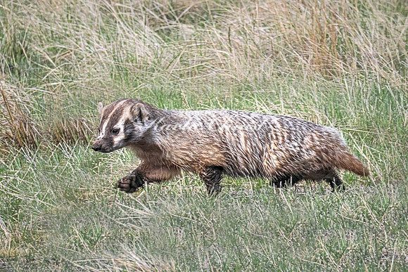 Badger 15 - May 23, 2026 - Wind Cave National Park South Dakota