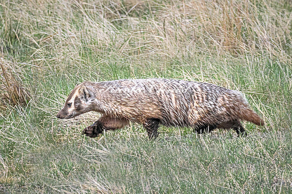 Badger 16 - May 23, 2026 - Wind Cave National Park South Dakota