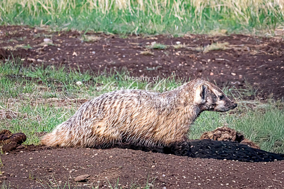 Badger 17 - May 23, 2026 - Wind Cave National Park South Dakota