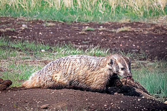 Badger 18 - May 23, 2026 - Wind Cave National Park South Dakota