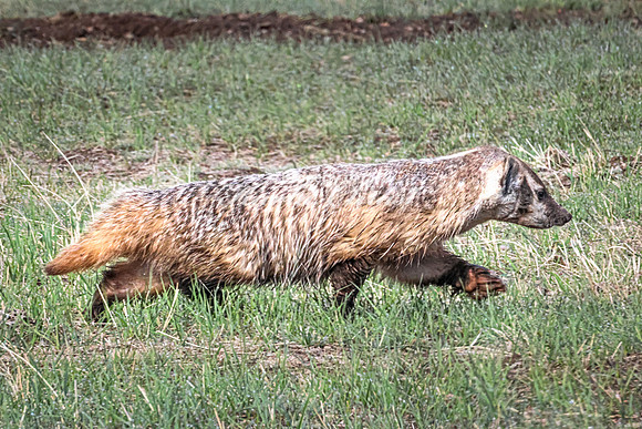 Badger 19 - May 23, 2026 - Wind Cave National Park South Dakota
