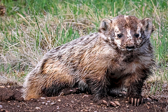 Badger 20 - May 23, 2026 - Wind Cave National Park South Dakota