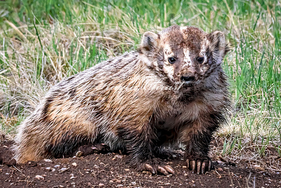 Badger 21 - May 23, 2026 - Wind Cave National Park South Dakota