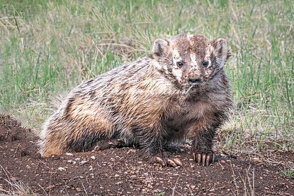Badger 22 - May 23, 2026 - Wind Cave National Park South Dakota